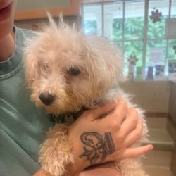 Shelter Stray Male Dog last seen , 5570 Sturmer Park Cir, Winston-Salem, NC 27105, USA