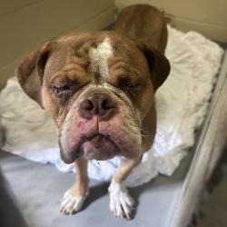 Shelter Stray Female Dog last seen , 4900 Milgen Rd, Columbus, GA 31907, USA