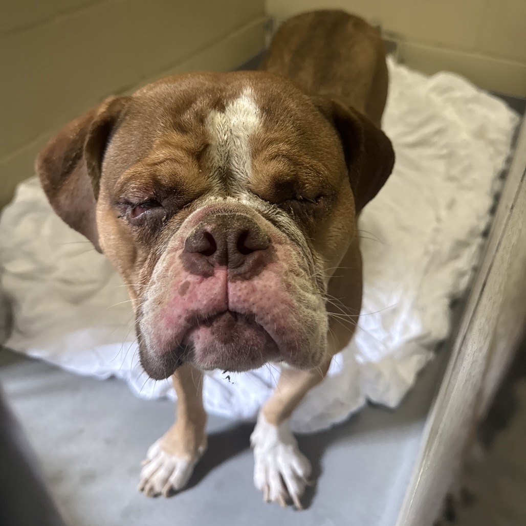 Shelter Stray Female Dog last seen , 4900 Milgen Rd, Columbus, GA 31907, USA