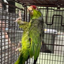 Shelter Stray Unknown Other last seen , 3607 N Armenia Ave, Tampa, FL 33607, USA