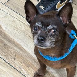 Shelter Stray Male Dog last seen , 124 Evergreen Ave, Newark, NJ 07114, USA