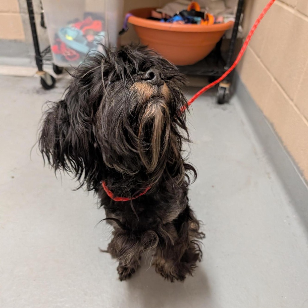 Shelter Stray Male Dog last seen , 2608 Center St, Tacoma, WA 98409, USA