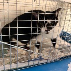Shelter Stray Female Cat last seen , Animal Care & Control Team of Philly, 111 W Hunting Park Ave, Philadelphia, PA 19140, USA