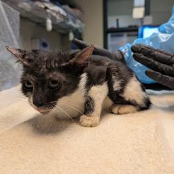 Shelter Stray Female Cat last seen , 361 S Raymond Ave, Pasadena, CA 91105, USA