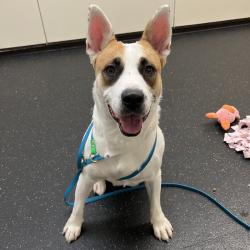 Shelter Stray Female Dog last seen , 361 S Raymond Ave, Pasadena, CA 91105, USA