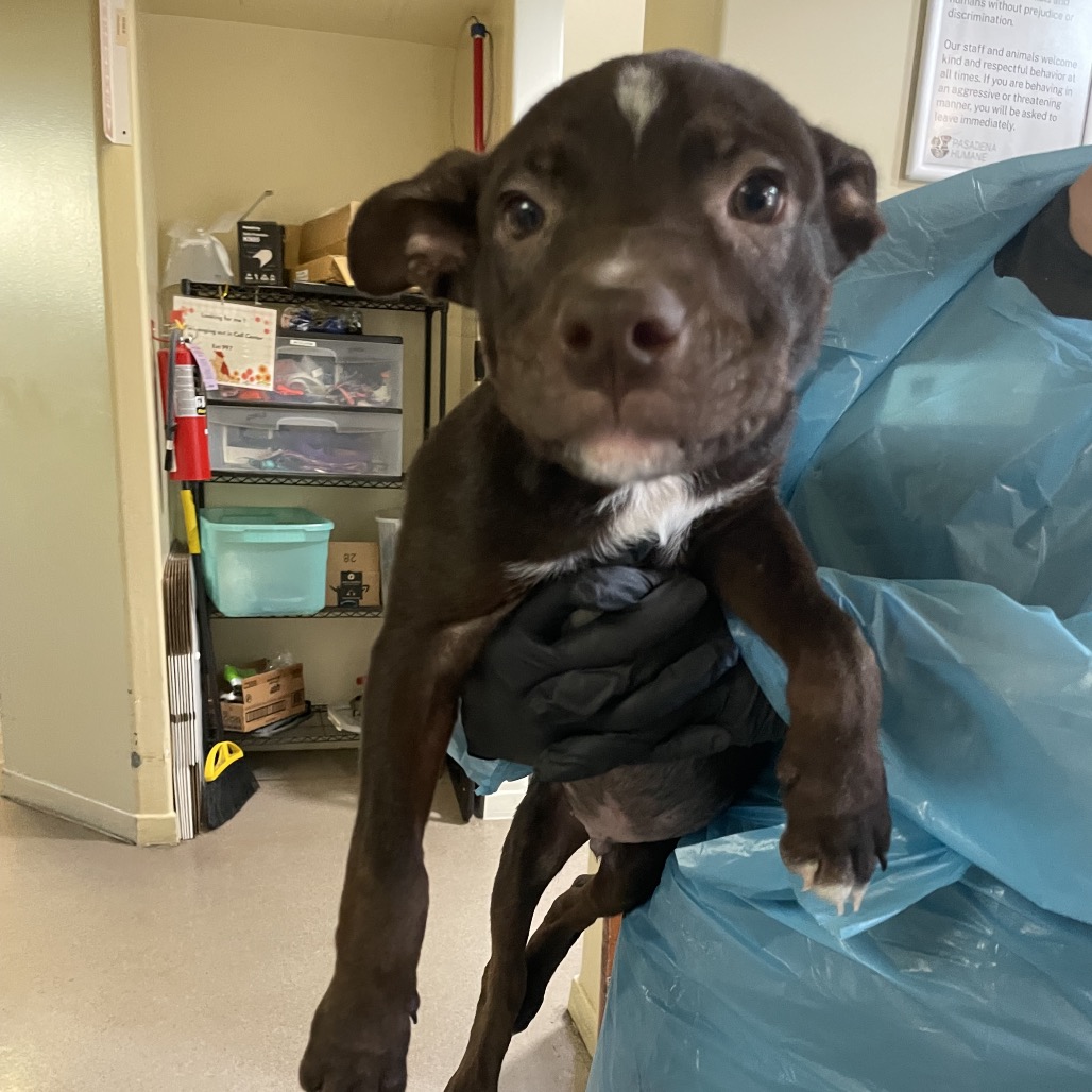 Shelter Stray Male Dog last seen , 361 S Raymond Ave, Pasadena, CA 91105, USA