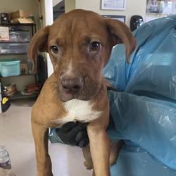 Shelter Stray Male Dog last seen , 361 S Raymond Ave, Pasadena, CA 91105, USA