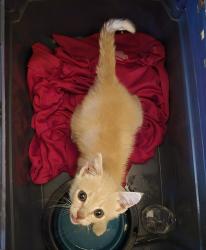 Found/Stray Male Cat last seen Hyde park, Los Angeles, CA 90043