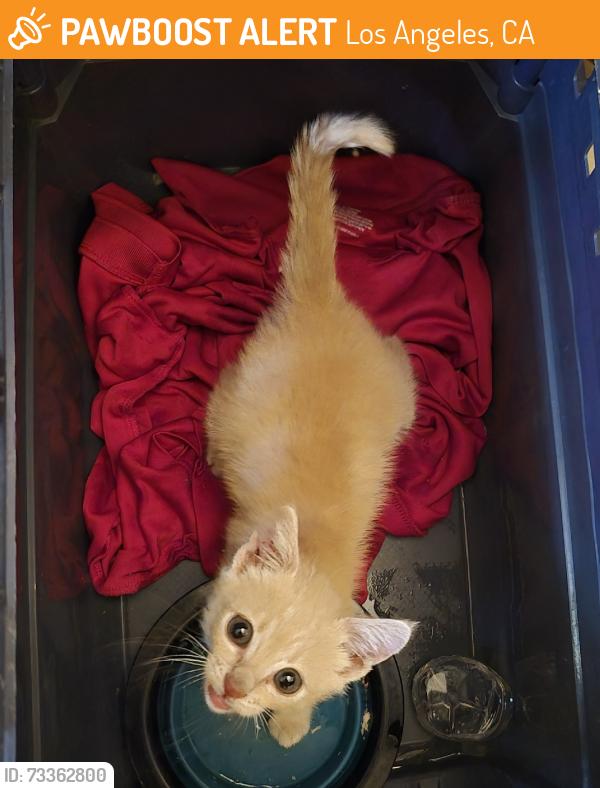 Found/Stray Male Cat last seen Hyde park, Los Angeles, CA 90043