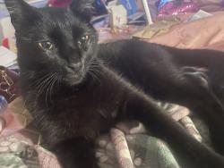 Lost Male Cat last seen Near w 6200 s, Taylorsville, UT 84129