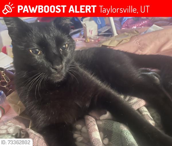 Lost Male Cat last seen Near w 6200 s, Taylorsville, UT 84129