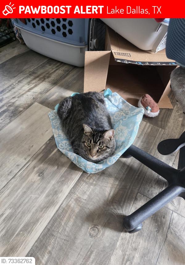 Lost Male Cat last seen Lake vista, Lake Dallas, TX 75065