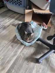 Lost Male Cat last seen Lake vista, Lake Dallas, TX 75065