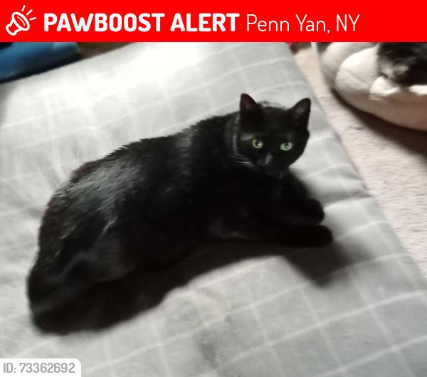 Lost Male Cat last seen Near E. Lake Road, Penn Yan, NY 14527, Penn Yan, NY 14527