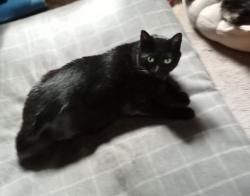 Lost Male Cat last seen Near E. Lake Road, Penn Yan, NY 14527, Penn Yan, NY 14527