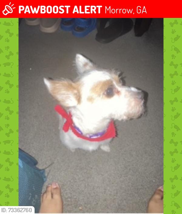Lost Female Dog last seen pine meadows court, Morrow, GA 30260