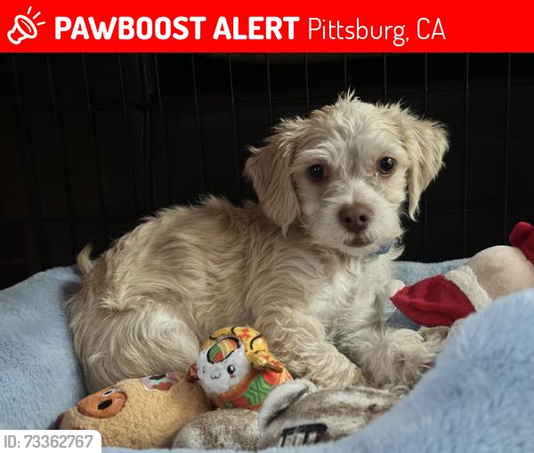 Lost Male Dog last seen Pittsburg, Pittsburg, CA 94565