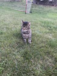 Found/Stray Unknown Cat last seen GV and Brayden, Ledgeview, WI 54115