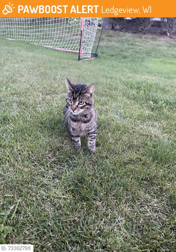 Found/Stray Unknown Cat last seen GV and Brayden, Ledgeview, WI 54115