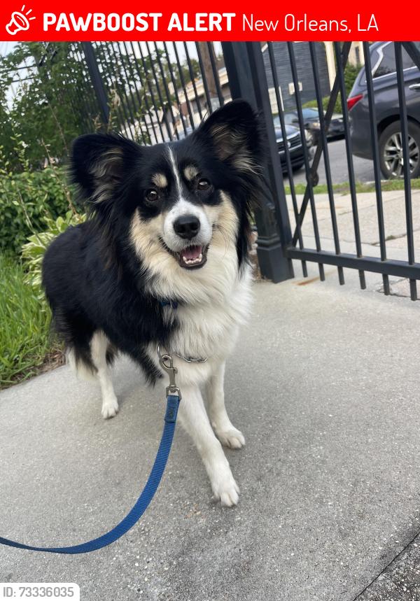 Lost Male Dog last seen S. Saratoga, New Orleans, LA 70115