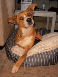 Reunited Female Dog last seen Johnston blvd. Asheville NC 28806, Asheville, NC 28806
