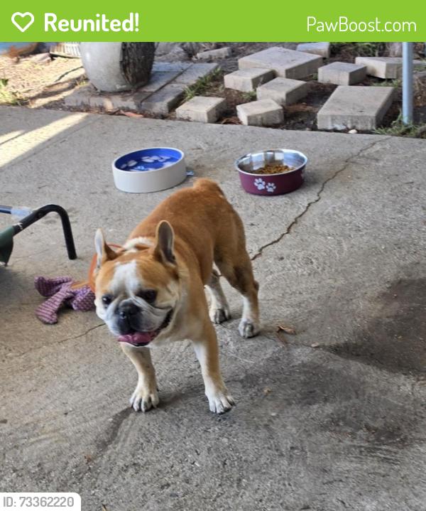Reunited Male Dog last seen E 103rd Pl, Los Angeles, CA 90002, USA, Los Angeles, CA 90002
