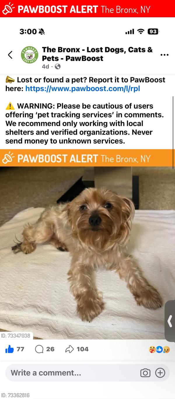 Lost Female Dog last seen Lafayette and metcalf, The Bronx, NY 10473