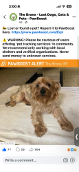 Lost Female Dog last seen Lafayette and metcalf, The Bronx, NY 10473