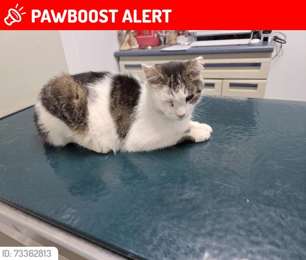 Lost Male Cat last seen Aiken, Neptune Township, NJ 07753