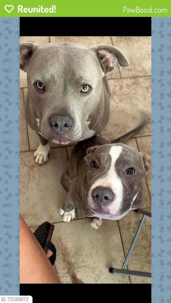 Reunited Male Dog last seen Whitney Rd and Copeland Terrace, Graham, NC 27253