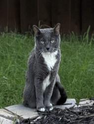 Lost Female Cat last seen Squires Drive & Russell Dr, The Colony, TX 75056