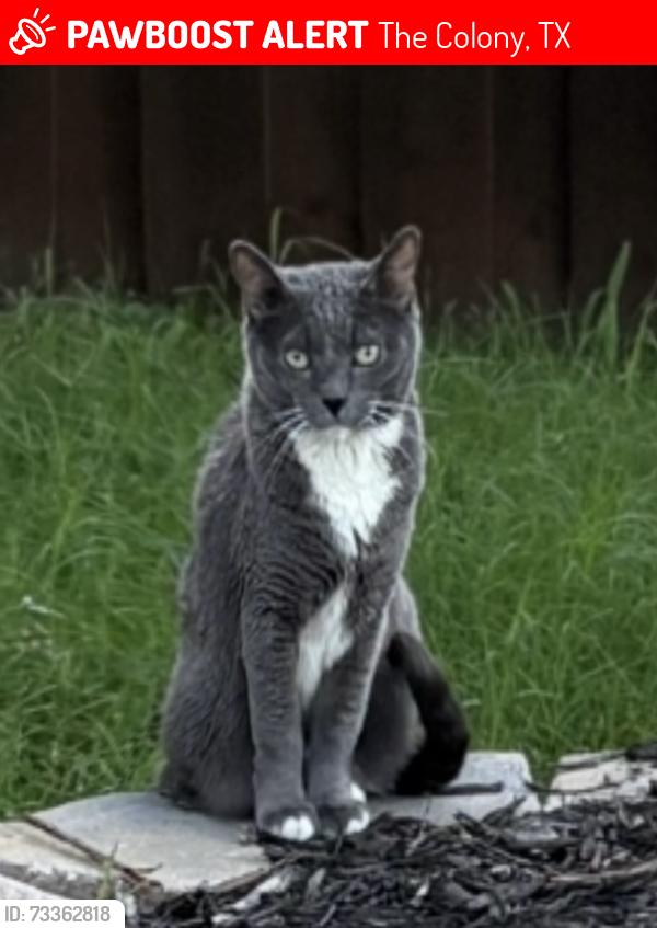Lost Female Cat last seen Squires Drive & Russell Dr, The Colony, TX 75056