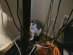 Reunited Male Cat last seen South Street, Morristown, NJ 07960