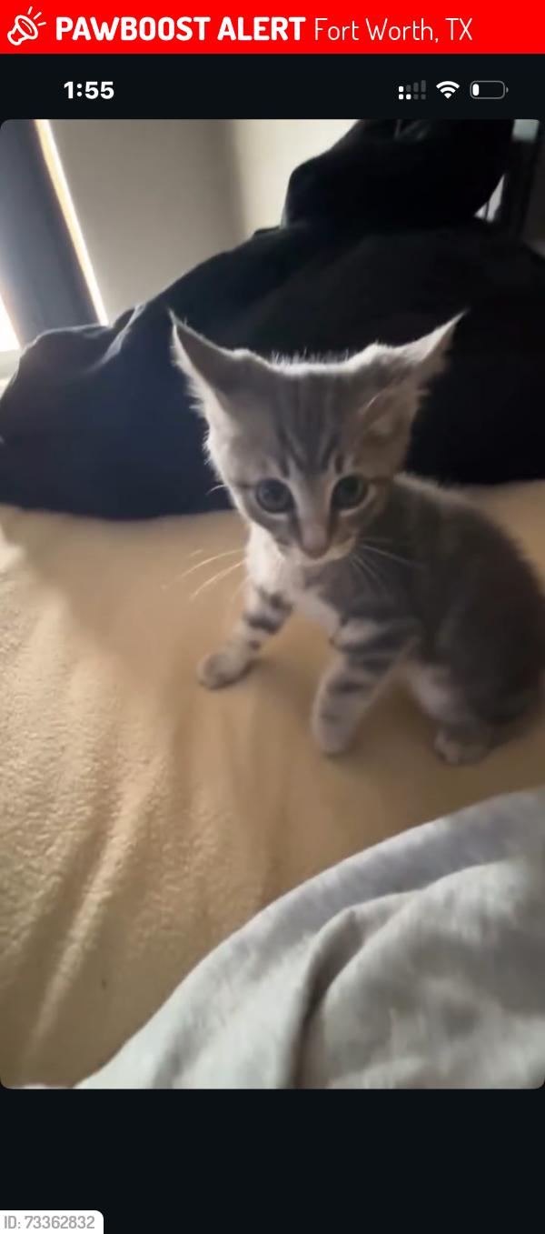 Lost Male Cat last seen Dorado Vista Trail, Fort Worth, TX 76052