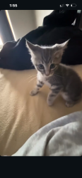 Lost Male Cat last seen Dorado Vista Trail, Fort Worth, TX 76052