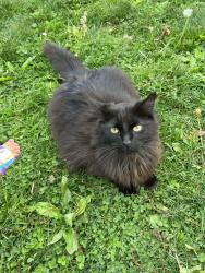 Reunited Male Cat last seen Old commons rd, Lower Windsor Township, PA 17366