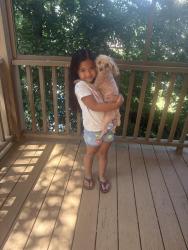 Lost Female Dog last seen Boswell ln Clayton NC 27527, Clayton, NC 27527