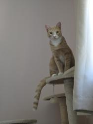 Lost Male Cat last seen Sw 94th terrace, Miami, FL 33186