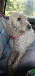 Found/Stray Female Dog last seen Found right down the road from chip n sip, Shelby, NC 28152