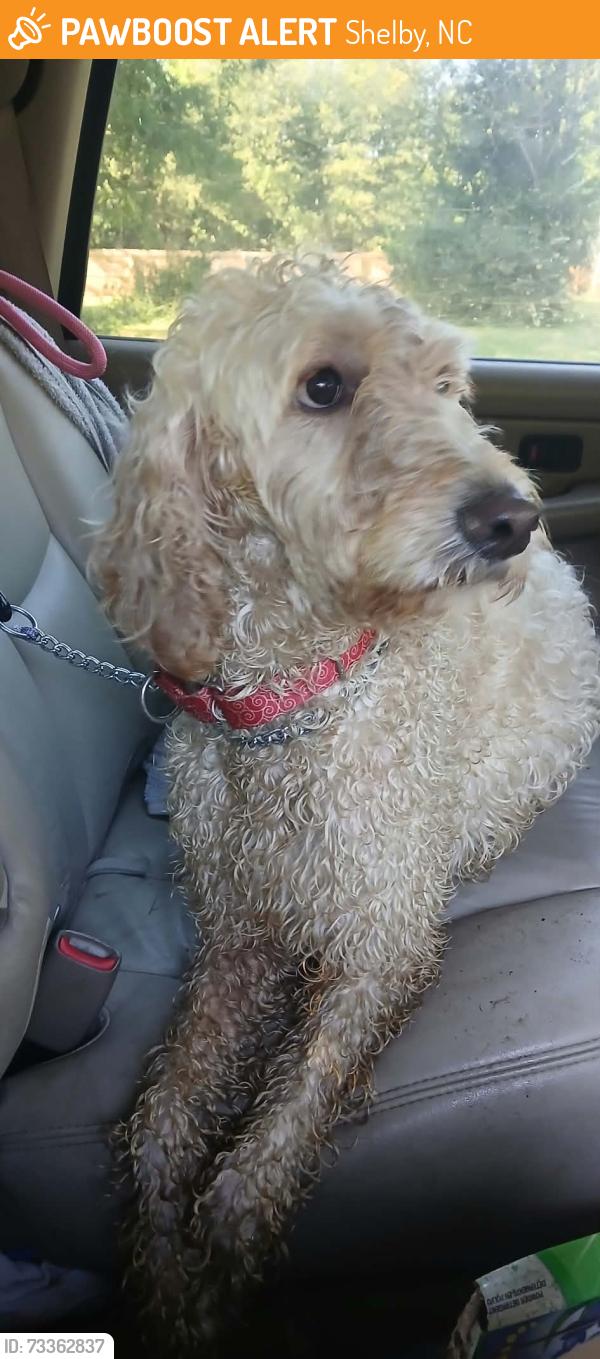 Found/Stray Female Dog last seen Found right down the road from chip n sip, Shelby, NC 28152