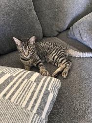 Lost Male Cat last seen Norwood ave la sierra, Riverside, CA 92505