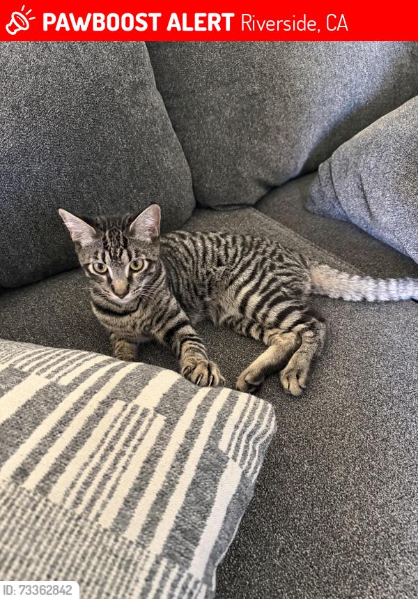 Lost Male Cat last seen Norwood ave la sierra, Riverside, CA 92505