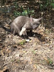 Found/Stray Female Cat last seen Wellborn rf, College Station, TX 77881