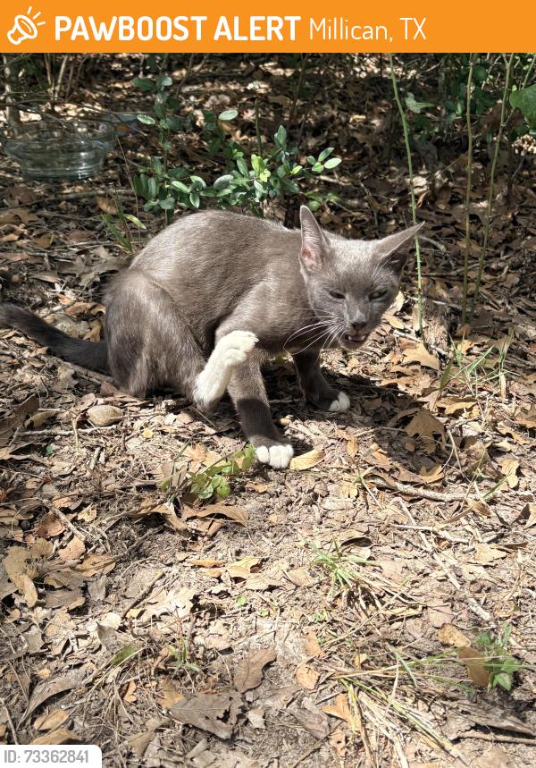 Found/Stray Female Cat last seen Wellborn rf, College Station, TX 77881