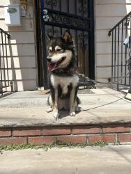 Reunited Female Dog last seen Near st, Queens, NY 11356