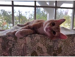 Reunited Male Cat last seen Upland Avenue, Los Angeles, CA 90731