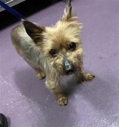 Shelter Stray Male Dog last seen Near BLK MYRTLE AVE, LONG BEACH, CA 90806, 7700 E Spring St, Long Beach, CA 90815, USA