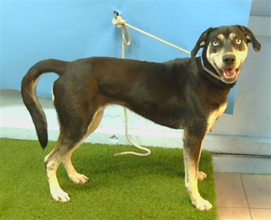 Shelter Stray Female Dog last seen , 216 W Victoria St, Gardena, CA 90248, USA