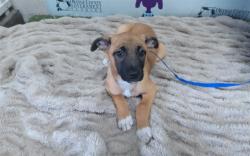 Shelter Stray Female Dog last seen , 2769 Conroy Rd, Orlando, FL 32839, USA