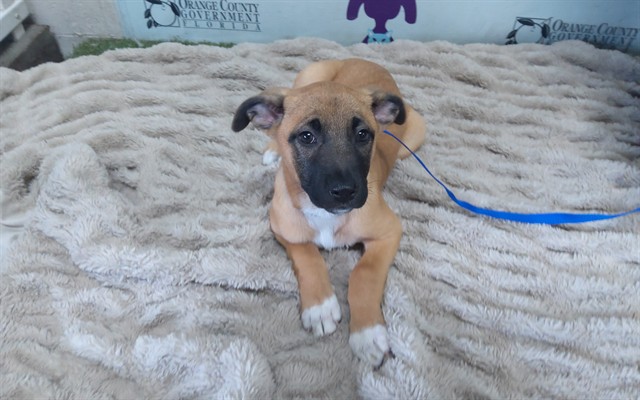 Shelter Stray Female Dog last seen , 2769 Conroy Rd, Orlando, FL 32839, USA